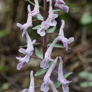 Corydalis glaucophylla